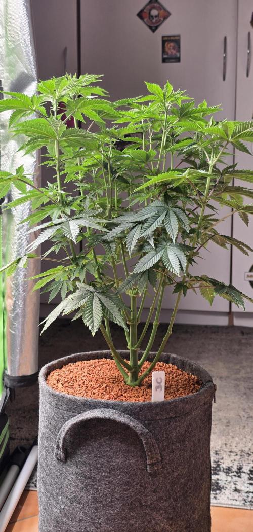 Booberry Coockies Rbx. Week 8