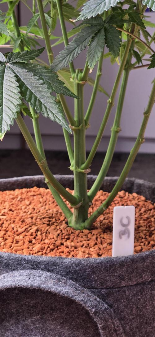 Booberry Coockies Rbx. Week 8