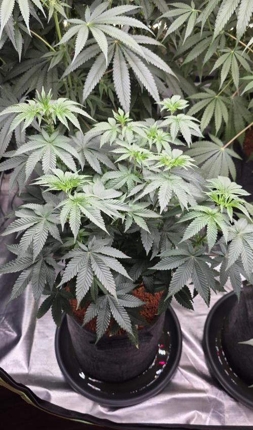 Booberry Coockies Rbx. Week 8
