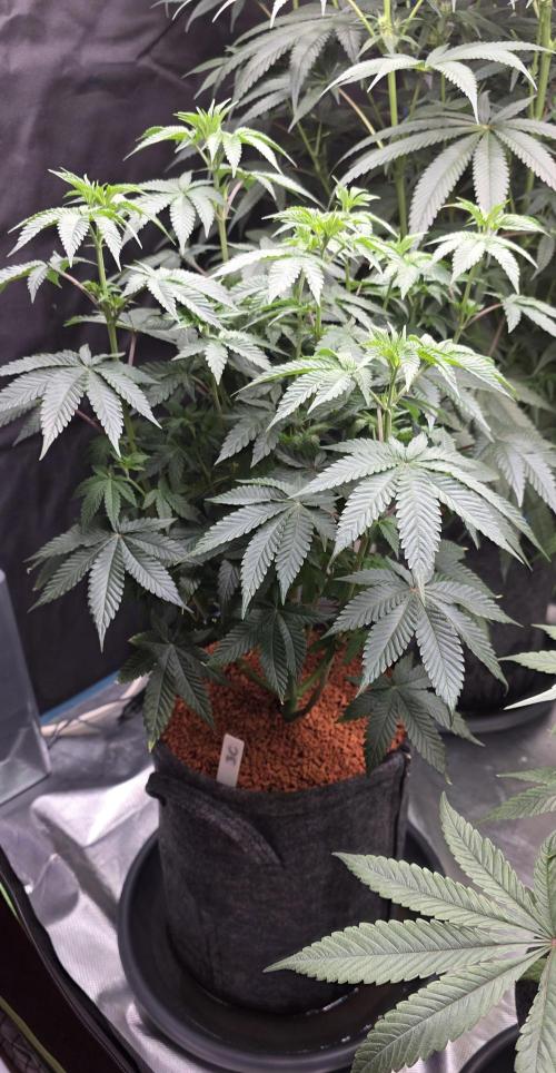Booberry Coockies Rbx. Week 8