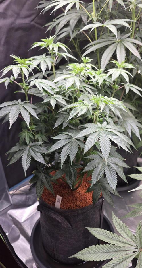 Booberry Coockies Rbx. Week 8