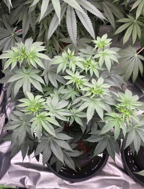 Booberry Cookies RBX. Week 8