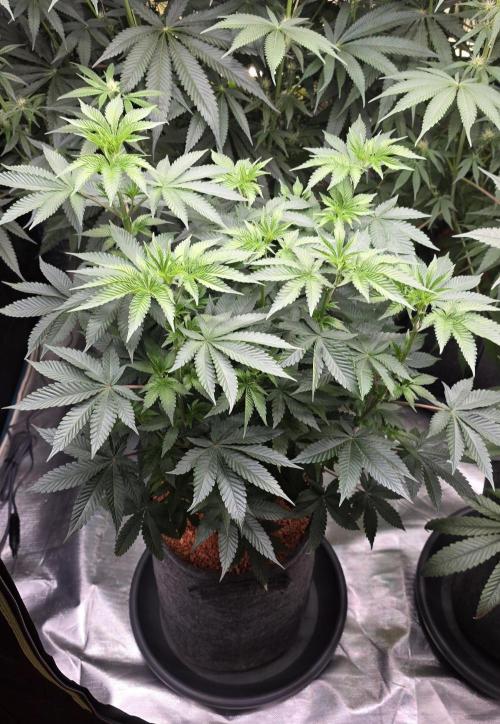 Booberry Coockies Rbx. Week 9