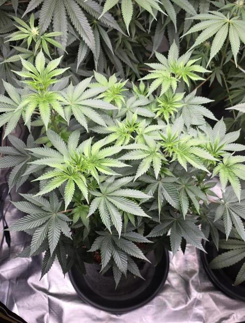 Booberry Coockies Rbx. Week 9