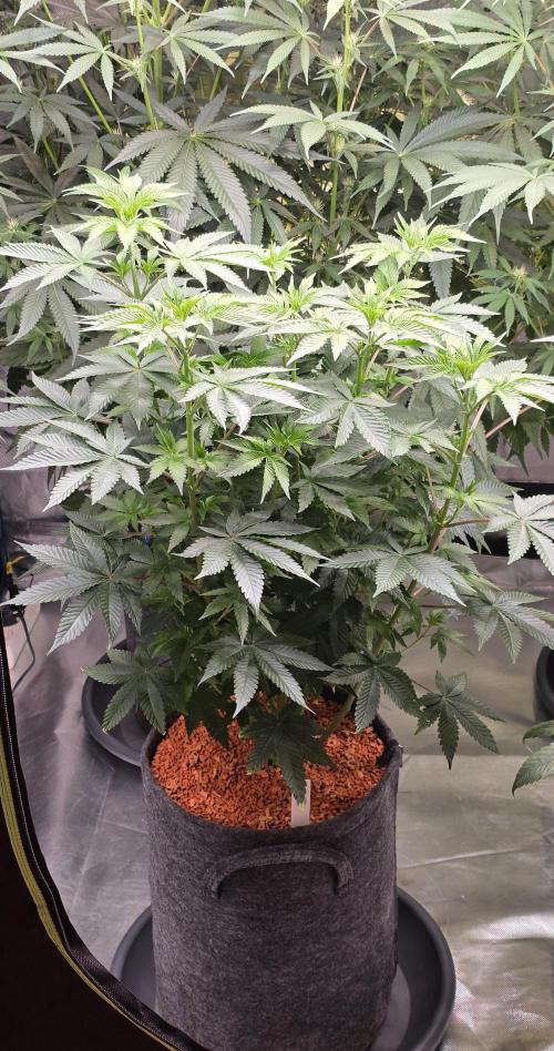 Booberry Coockies Rbx. Week 9