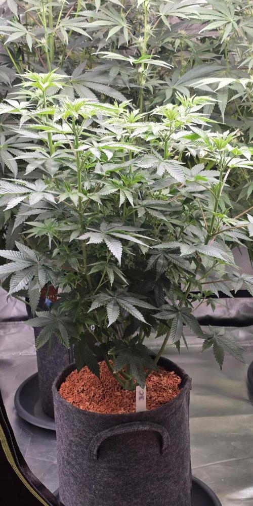 Booberry Coockies Rbx. Week 9