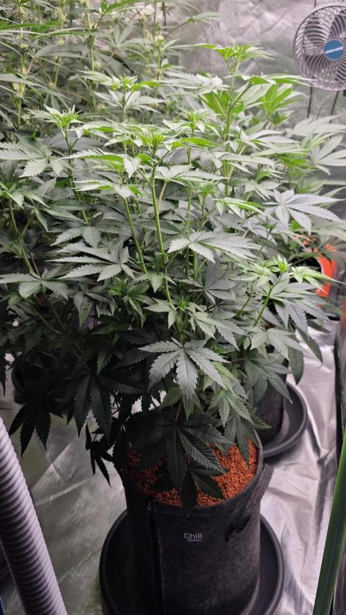 Booberry Coockies Rbx. Week 9