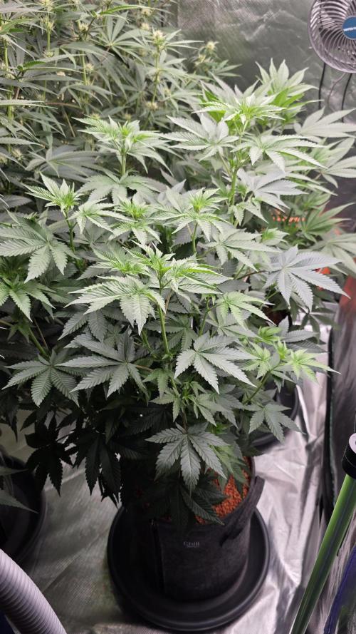 Booberry Coockies Rbx. Week 9