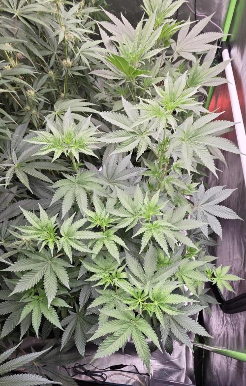 Booberry Coockies Rbx. Week 9