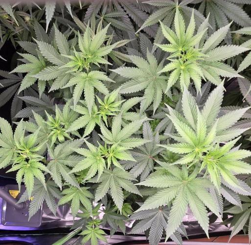 Booberry Cookies RBX. Week 9