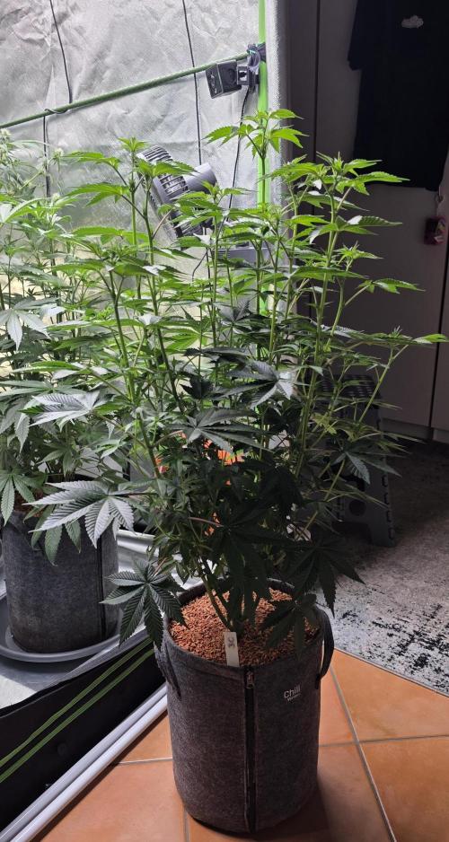 Booberry Coockies Rbx. Week 10