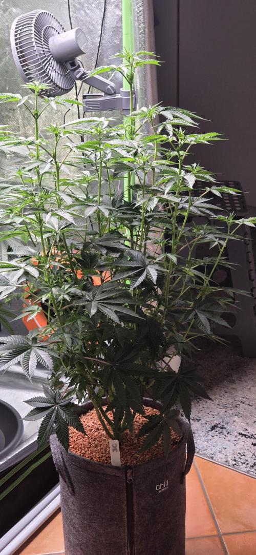 Booberry Coockies Rbx. Week 10