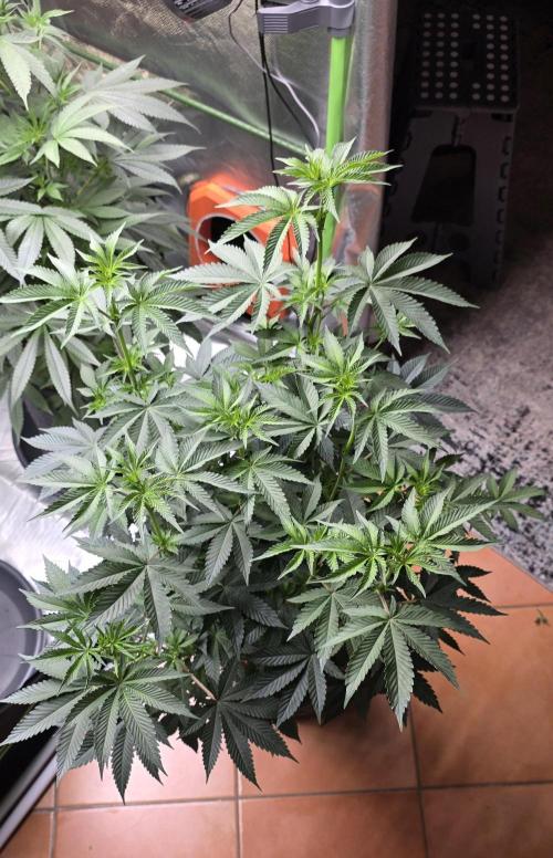Booberry Coockies Rbx. Week 10