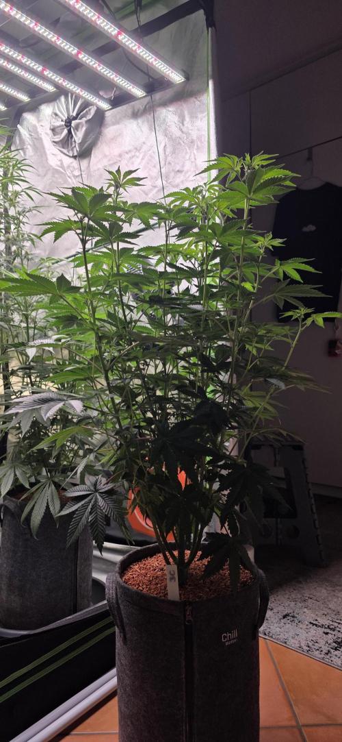 Booberry Coockies Rbx. Week 10