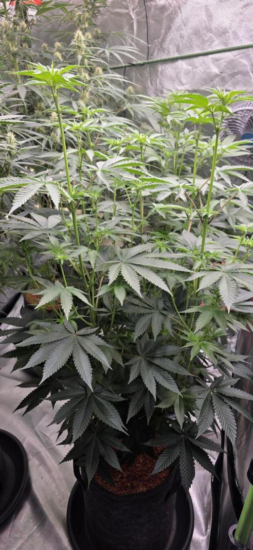 Booberry Cookies RBX. Week 10