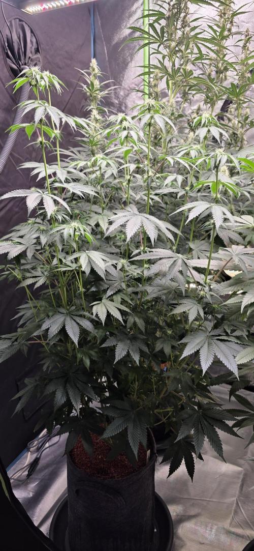 Booberry Coockies Rbx. Week 11