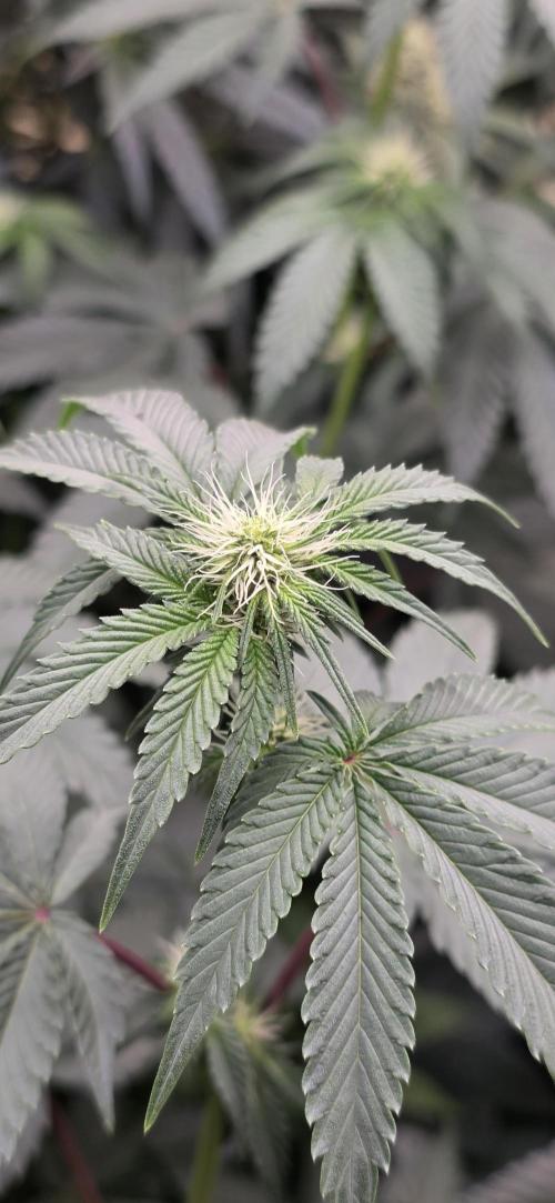 Booberry Coockies Rbx. Week 11