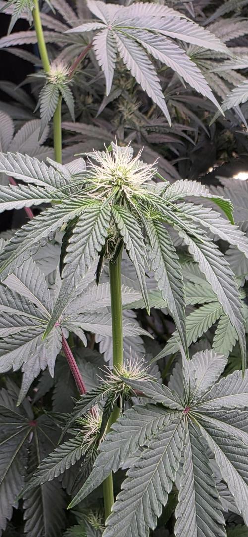 Booberry Coockies Rbx. Week 11