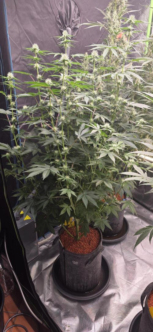 Booberry Coockies Rbx. Week 11