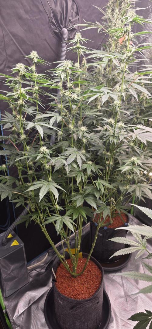 Booberry Coockies Rbx. Week 11