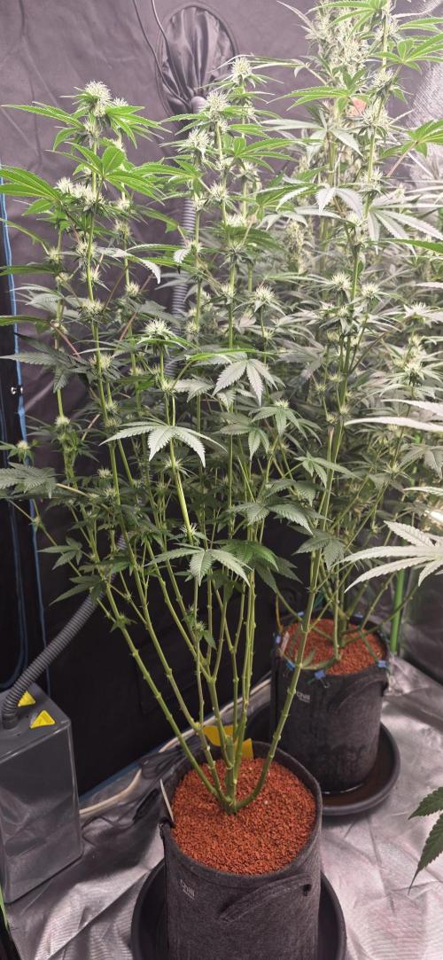 Booberry Coockies Rbx. Week 11
