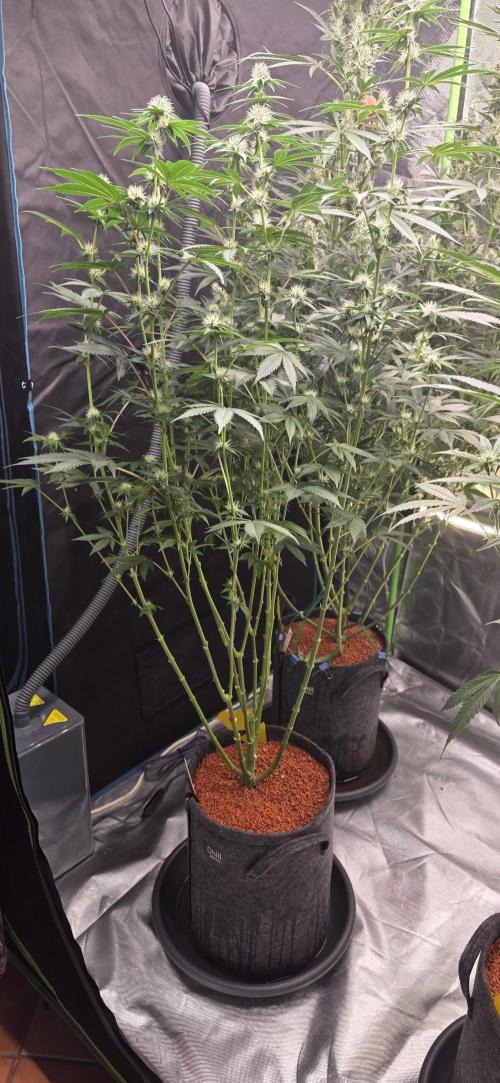 Booberry Cookies RBX. Week 11