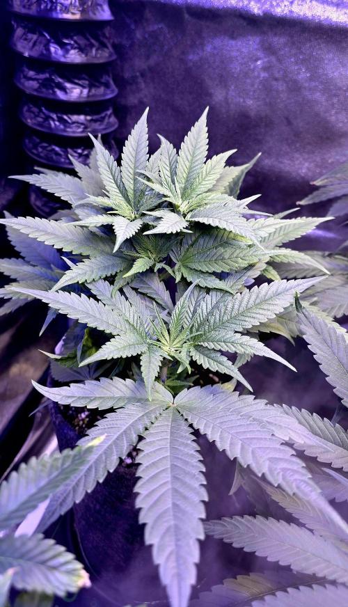 Jelly Donutz. Week 6