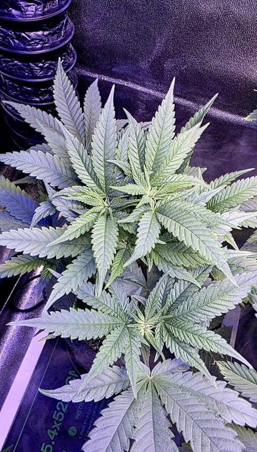 Jelly Donutz. Week 6