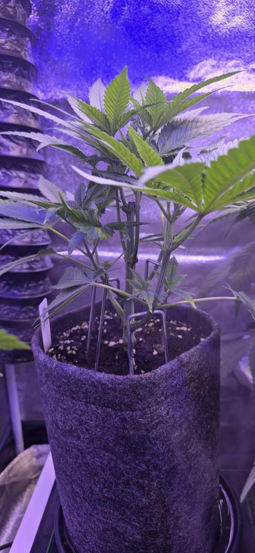 Jelly Donutz. Week 6