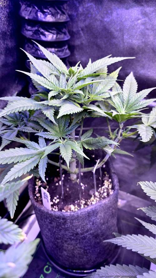 Jelly Donutz. Week 6