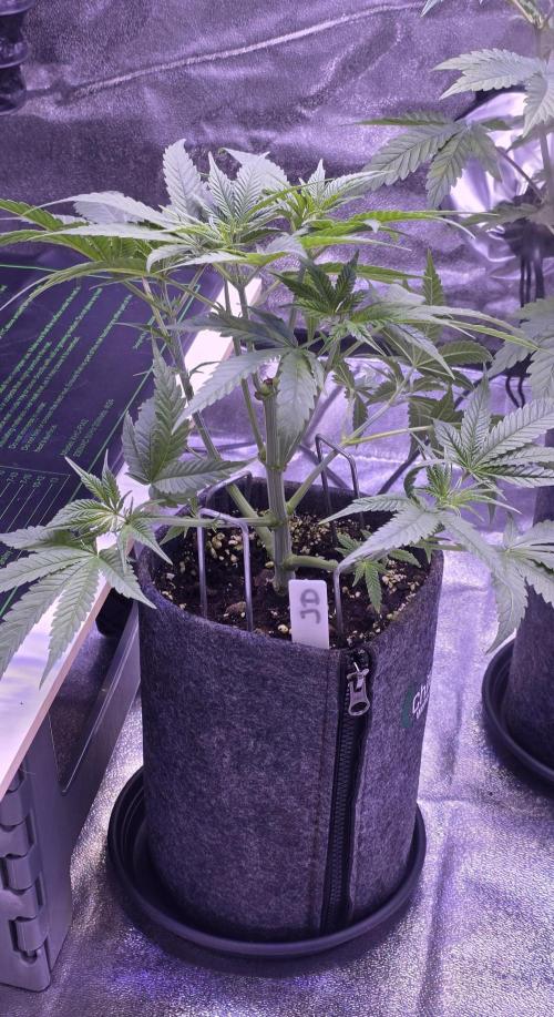 Jelly Donutz. Week 6