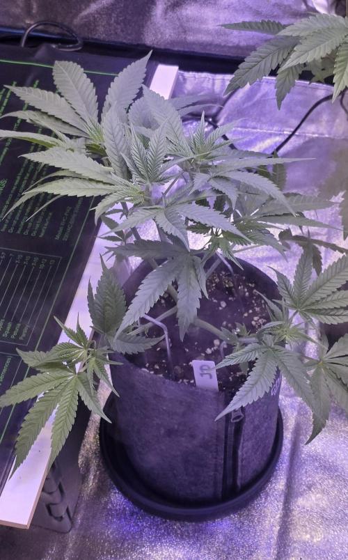 Jelly Donutz. Week 6