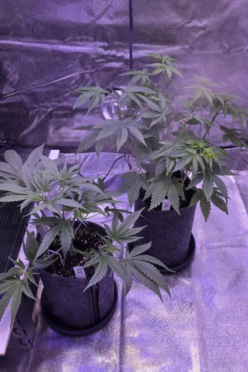 Jelly Donutz. Week 6