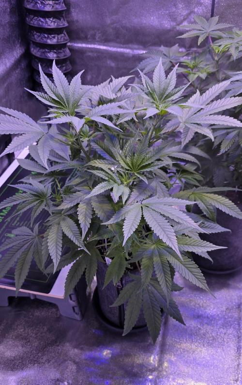 Jelly Donutz. Week 7