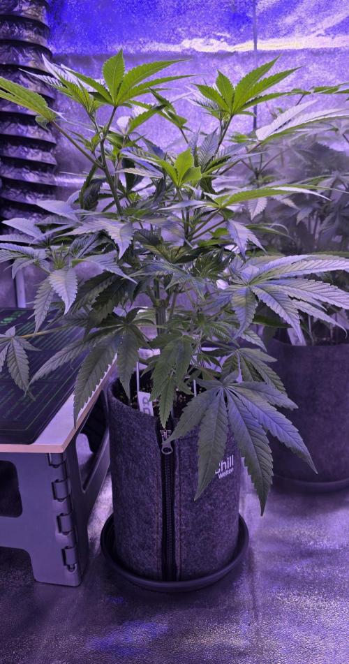 Jelly Donutz. Week 7