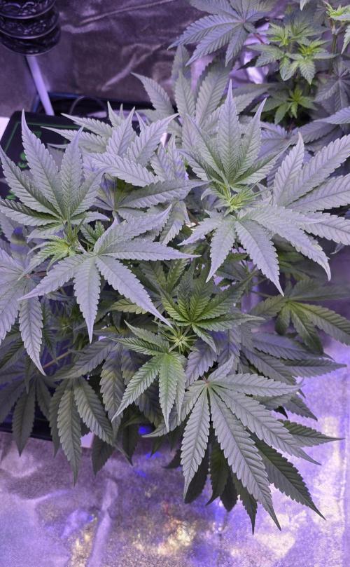 Jelly Donutz. Week 7