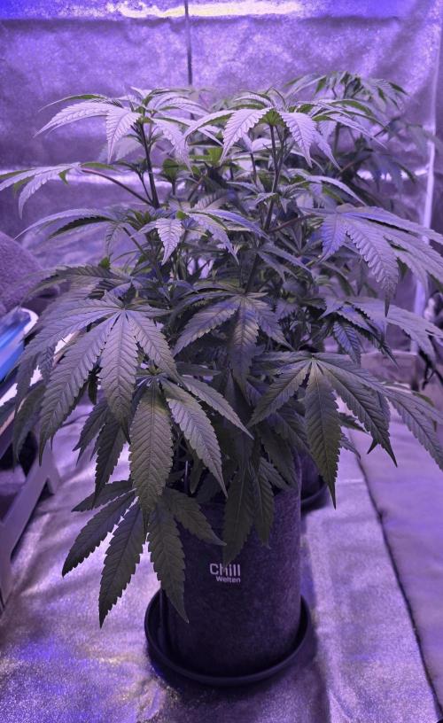 Jelly Donutz. Week 7