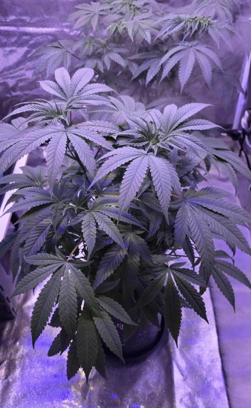 Jelly Donutz. Week 7