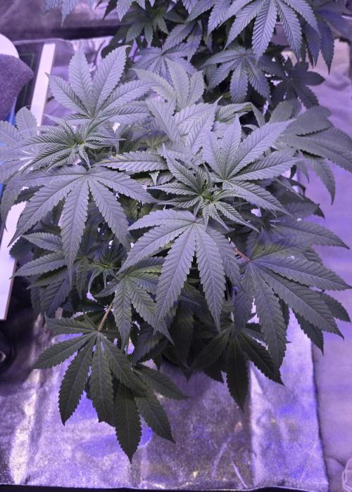 Jelly Donutz. Week 7