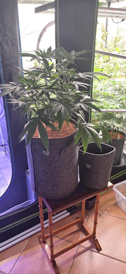 Jelly Donutz. Week 8