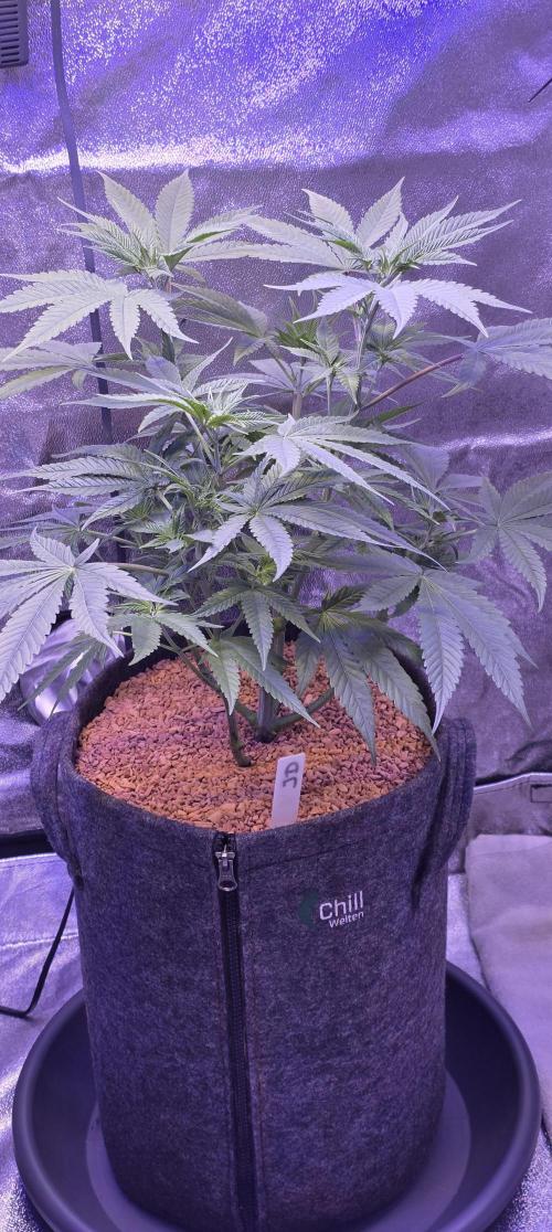 Jelly Donutz. Week 8