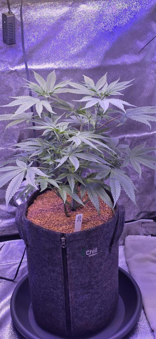 Jelly Donutz. Week 8
