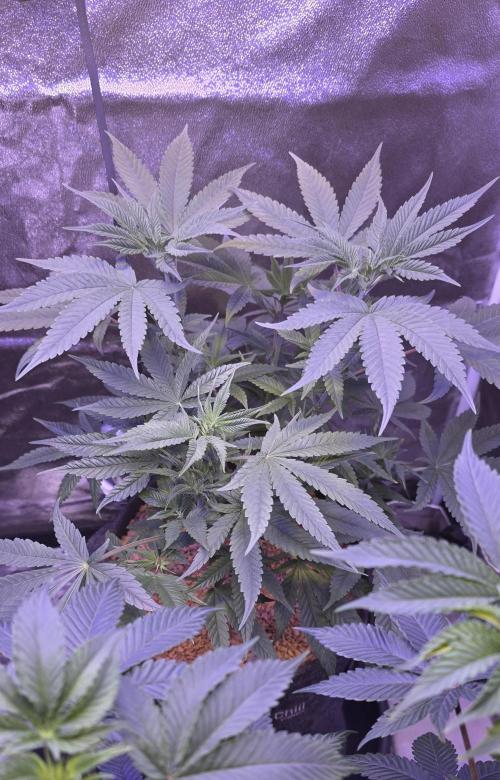 Jelly Donutz. Week 8