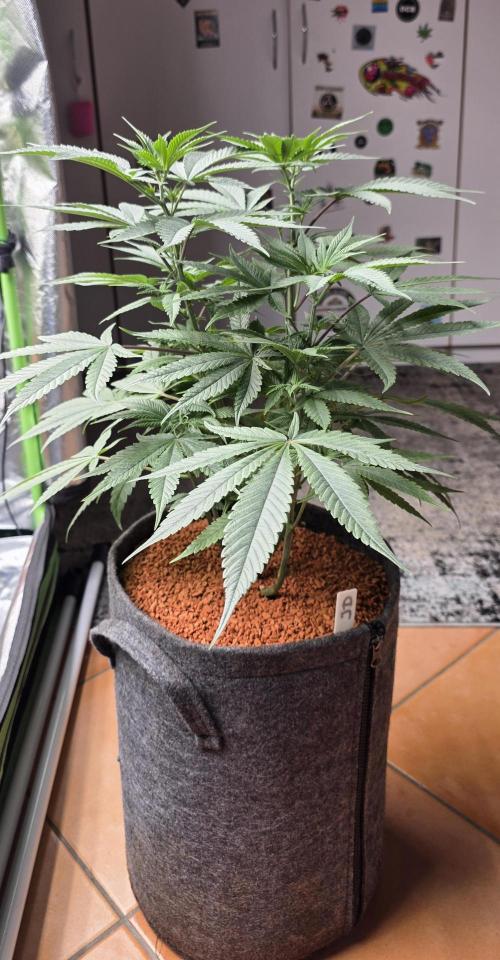 Jelly Donutz. Week 8