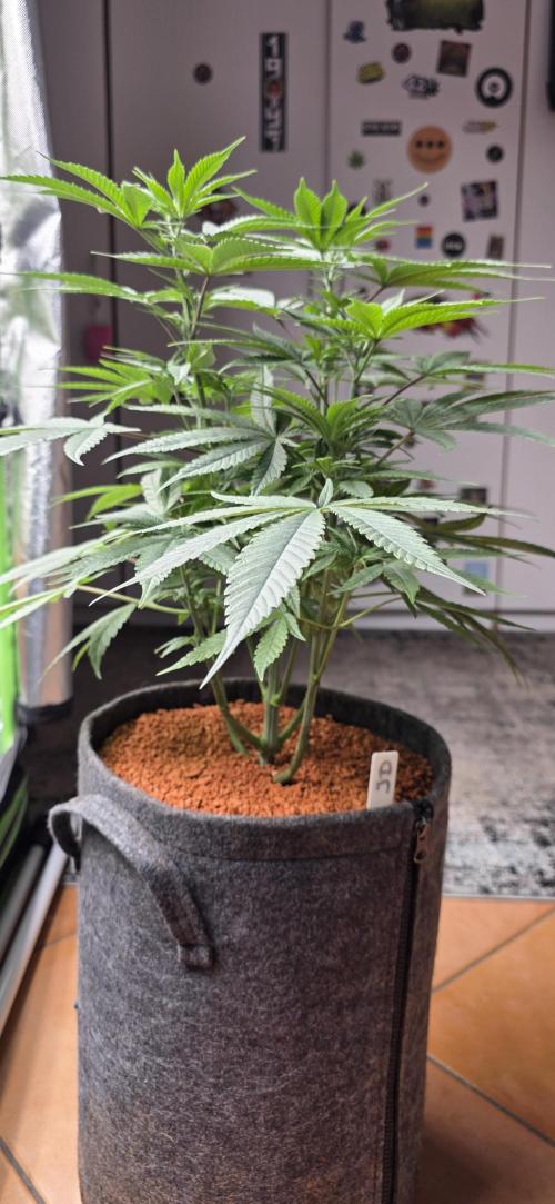 Jelly Donutz. Week 8