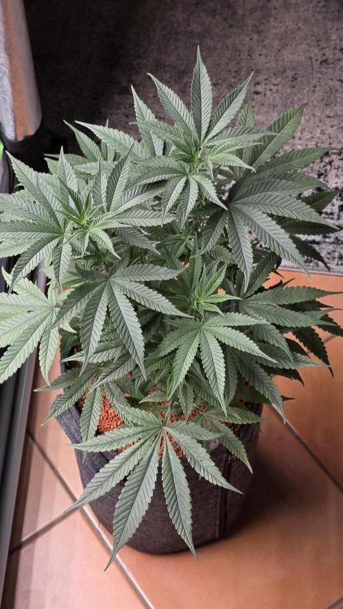 Jelly Donutz. Week 8