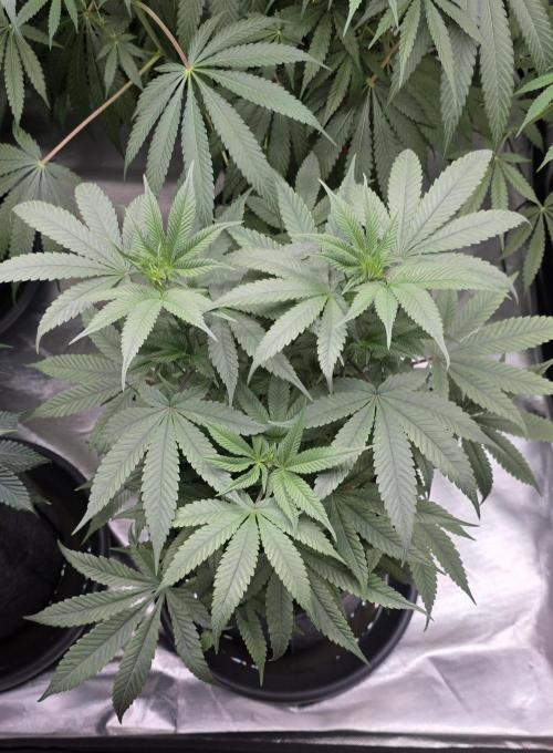 Jelly Donutz. Week 8