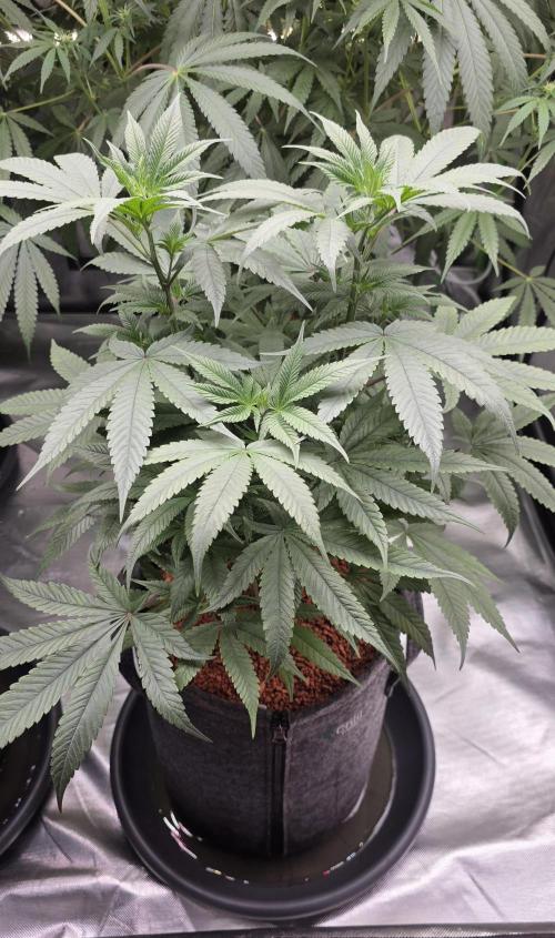 Jelly Donutz. Week 8