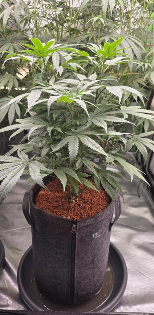 Jelly Donutz. Week 8
