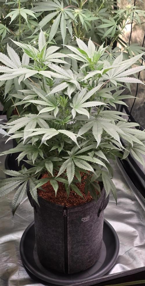 Jelly Donutz. Week 9